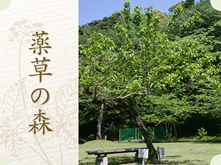 薬草の森