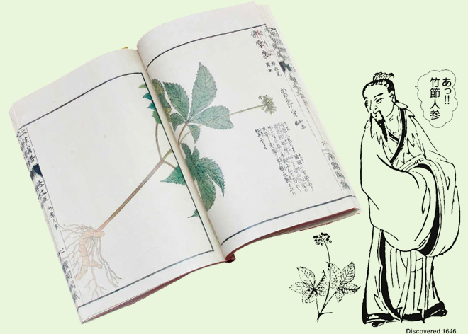 薬用竹節人参を発見