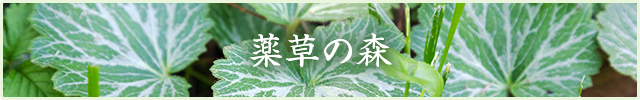 薬草の森